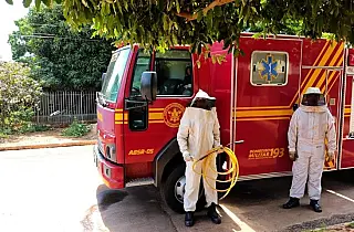 Ataques de abelhas podem ser evitados com alguns cuidados, alerta Corpo de Bombeiros