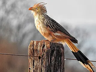 Prefeitura e Clube de Observação realizam exposição "Dourados e Suas Aves"