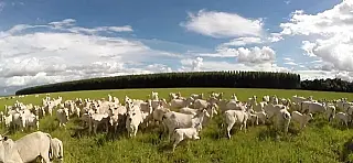 Sistema de integração lavoura-pecuária - Mato Grosso do Sul é referência nacional