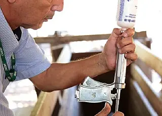 Vacinação contra febre aftosa é prorrogada