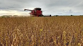 Em Mato Grosso do Sul colheita da soja avança com alta produtividade e sem danos devido à chuva
