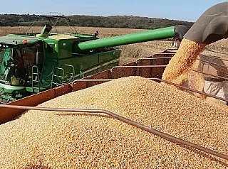 Geadas não impedem Estado de confirmar safra recorde de milho