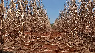Governo Federal decreta emergência em 33 cidades de MS