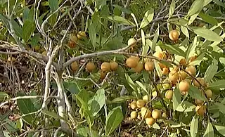 Guavira é transformada mediante lei na fruta símbolo de Mato Grosso do Sul