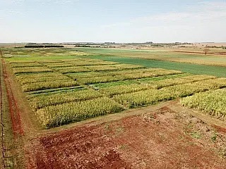 Evento nacional de Plantio Direto vai transmitir resultado de experimentos ao vivo