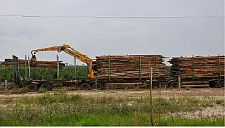 Mato Grosso do Sul aposta em estrangeiros para viabilizar fábrica de celulose