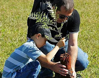 Rotary e Imam vão plantar 45  mudas de árvores sábado na Guaicurus