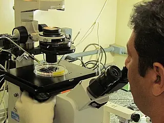 Embriões bovinos in vitro será exportado do Brasil para Colômbia