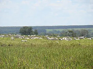 Pesquisa da Embrapa contribui com projeto Terra Boa do Governo