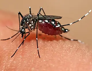 'Colega' do aegypti, agora o Aedes albopictus também transmite febre amarela