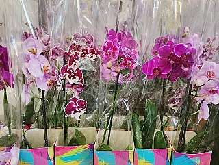 Preço de flores sobe quase 60% em Dourados