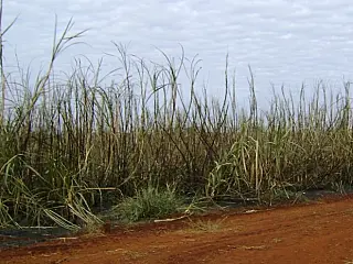 Usina São Fernando é multada em R$ 170 mil por queima de cana