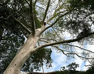 Homem morre esmagado por árvore em distrito