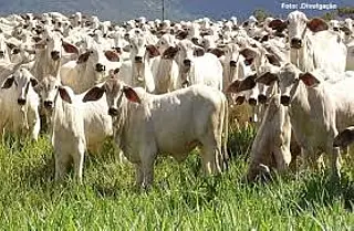 Arroba do boi dispara 26% em MS e alcança R$ 250