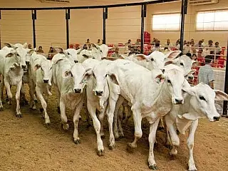 Leilões devem movimentar R$ 25 milhões na Expoagro