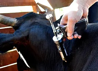 Iagro prorroga alguns prazos de campanha de vacinação contra aftosa