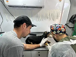 1.600 cães e gatos serão castrados em Dourados