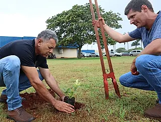Prefeitura planta Guavira em parques públicos de Dourados