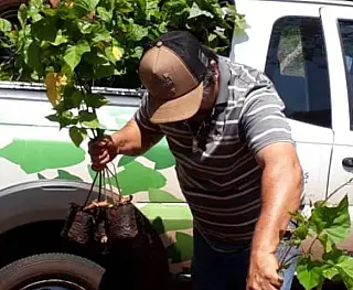 Distribuição de mudas incentiva a produção de colorau nas aldeias