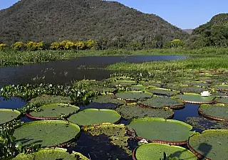 MS é único do Brasil a cumprir governança climática