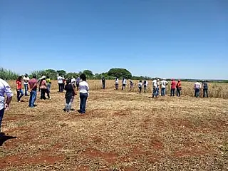 Assentamento rural colhe cultivar de soja orgânica da Embrapa