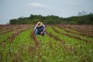 Resultado positivo do PIB em 2017 foi puxado pela agropecuária