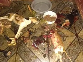 Polícia procura rapaz que matou três cachorros à faca em Rio Brilhante