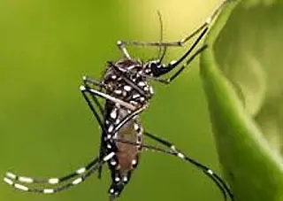 Dourados em alerta contra epidemia de doenças provocadas pelo Aedes