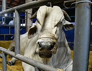 MS conquista selo de área livre de aftosa