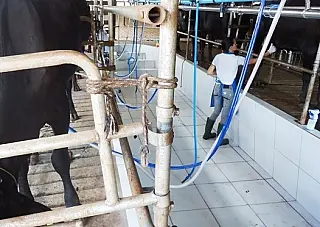 Fazenda perto da Capital faz a diferença em processo produtivo