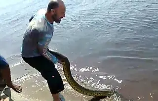 Turista mineiro que maltratou sucuri no Pantanal é multado pela PMA em R$ 500