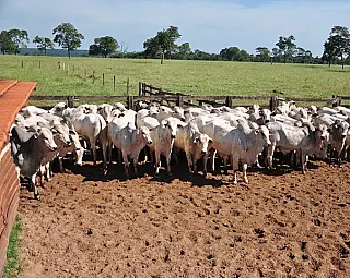 MS se anima com reabertura do mercado russo à carne brasileira
