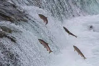 Pesca está proibida a partir desta terça em rios de MS