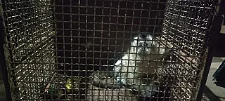 Polícia Ambiental e Bombeiros resgatam macaco-prego usando fralda
