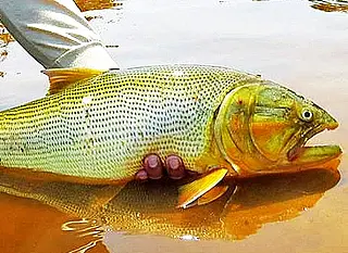 Salve dourado: Governador sanciona lei que proíbe a pesca da espécie por 5 anos