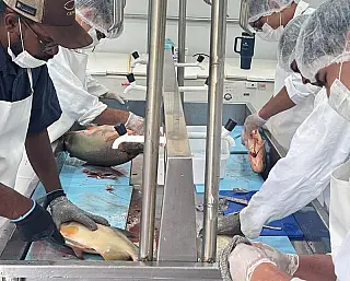 Festa da Páscoa deve oferecer 15 toneladas de pescado