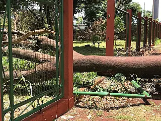 Árvore destroi parte da cerca do bosque César Cordeiro em Dourados