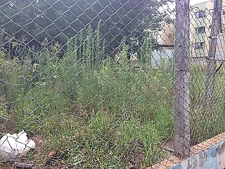 Local onde funcionou posto clandestino está tomado pelo mato