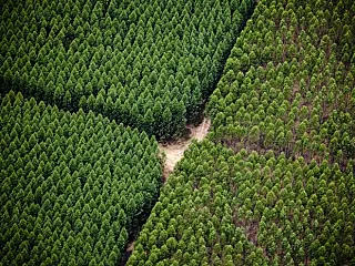 Até 2020 nova linha da Fibria produzirá 1,95 mi de toneladas de celulose