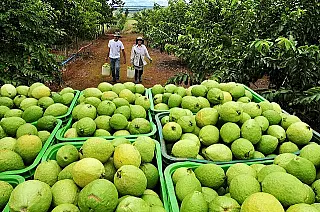 Agropecuária se consolida como a maior geradora de empregos no país