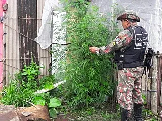 Denúncia de desmatamento em chácara leva PMA ao encontro de pés de maconha