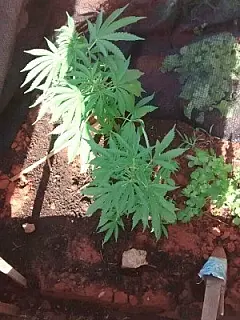 Polícia encontra plantação de maconha no meio de horta em MS