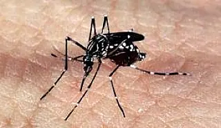 Governo intensifica combate ao Aedes aegypti no Dia Mundial da Saúde