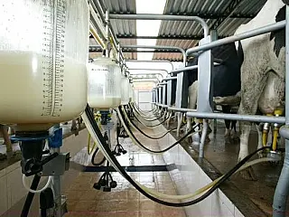 Deficiências no setor faz 25% dos laticínios fechar no Estado