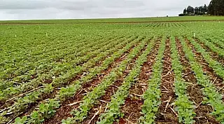 Plantio da safra de soja é prorrogado até o dia 13 de janeiro em MS