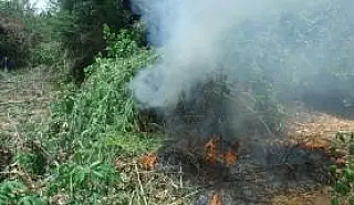 Polícia Federal destrói 362 mil pés de maconha em Pernambuco