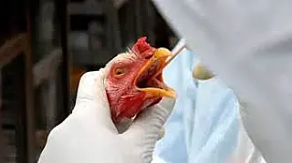 Variante H5N2 mata primeira pessoa no mundo