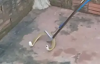 Cobra-de-duas-cabeças é encontrada no quintal de casa