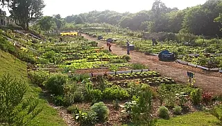 Mais de 420 mil produtores já utilizaram o seguro rural, segundo Mapa