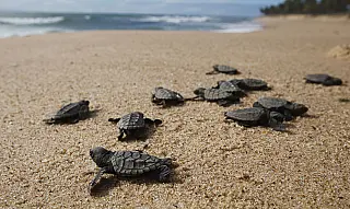 Tartaruga-verde fica fora da lista de espécies ameaçadas de extinção